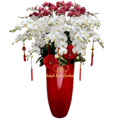 Lan Hồ Điệp Phối Màu Nhị Sắc 25 Cành - DS03