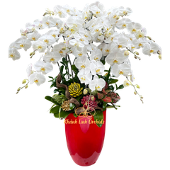Lan Hồ Điệp Trắng 15 Cành - HDW014