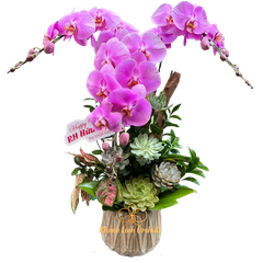 Lan Hồ Điệp Hồng Phấn 3 Cành - Duyên Hồng Ngọt Ngào - HDH021