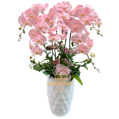 Lan Hồ Điệp Hồng Pastel Signature 5 Cành - VIP04