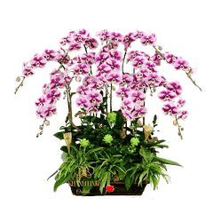 Lan Hồ Điệp Bonsai 12 Cành - An Nhiên - HDT01