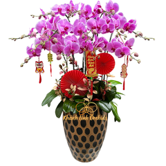 Lan Hồ Điệp Hồng 15 Cành - HDH014