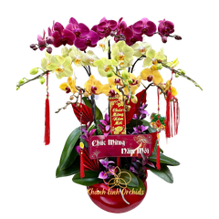 Lan Hồ Điệp Tam Sắc 9 Cành - DS01