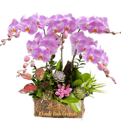 Hộp Gỗ Lan Hồ Điệp Trắng Loang Hồng 5 Cành - DB04