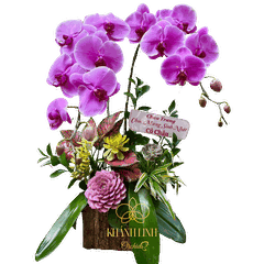 Lan Hồ Điệp Hồng Hộp Gỗ 2 Cành Quý Phái - HDH015