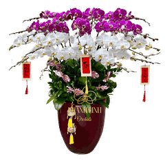 Lan Hồ Điệp Phối Màu Tím Trắng 20 Cành - Tết Đong Đầy - DS02