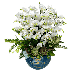 Lan Hồ Điệp Mini Trắng 15 Cành - Tiên Tư Ngọc Sắc - MNT003