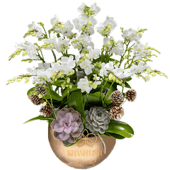 Lan Hồ Điệp Mini Trắng 10 Gốc - Liberosis