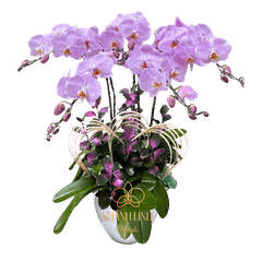 Lan Hồ Điệp Hồng M190 5 Cành - Như Hoa Như Ngọc - HDH007