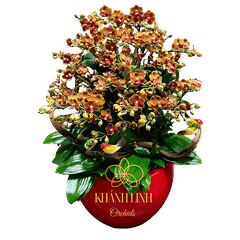 Lan Hồ Điệp Mini Cam 10 Cành - Quyên Cát - MN003