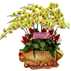 Lan Hồ Điệp Cá Chép Vàng - Vinh Hoa Phú Quý - HDV021