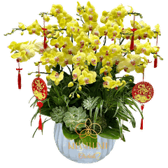 Lan Hồ Điệp Vàng Chanh 15 Cành - HDV017