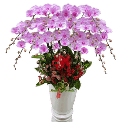 Lan Hồ Điệp Hồng Bilip 15 Cành - HDH086