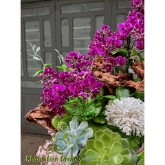 Lan Hồ Điệp Mini Tím Thiết Kế - Lavender Ocean Whisper