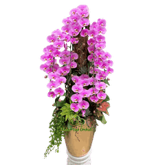 Lan Hồ Điệp Hồng Anna Tiểu Cảnh - HDH084