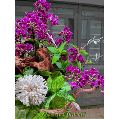 Lan Hồ Điệp Mini Tím Thiết Kế - Lavender Ocean Whisper