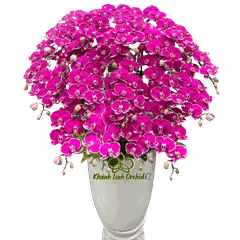 Lan Hồ Điệp Tím Đột Biến 20 Cành - DB061