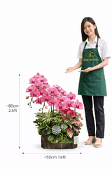 Lan Hồ Điệp Đỏ Cam 5 Cành - HDC038