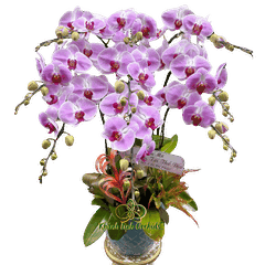 Lan Hồ Điệp Điểm Trắng Hồng 9 Cành - HDH054