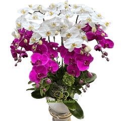 Lan Hồ Điệp Phối Màu 9 Cành - DS034