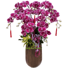 Lan Hồ Điệp Tím Đột Biến 9 Cành - HDT038