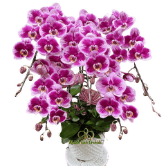 Lan Hồ Điệp Đột Biến 5 Cành - DB046