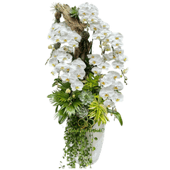 Lan Hồ Điệp Trắng Kết Hợp Gỗ 10 Cành  - HDW059