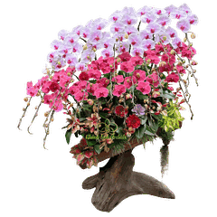 Lan Hồ Điệp Gỗ Lũa Đỏ Cam Phối Trắng Loang 25 Cành - DS051