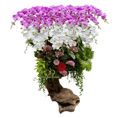 Lan Hồ Điệp Gỗ Lũa Trắng Phối Hồng 25 Cành - DS064