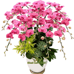 Lan Hồ Điệp Đỏ Cam 12 Cành - HDC029