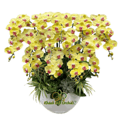 Lan Hồ Điệp Vàng 15 Cành - HDV104