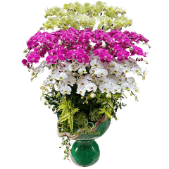 Lan Hồ Điệp Mix 3 Màu 34 Cành - DS042