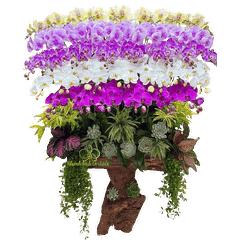 Lan Hồ Điệp Ghép Lũa Mix 5 Màu 39 Cành - DS043