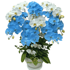 Lan Hồ Điệp Trắng Phối Xanh Biển Pastel 8 Cành - VIP020