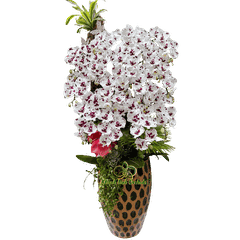 Lan Hồ Điệp Bò Sữa 15 Cành - HDW051