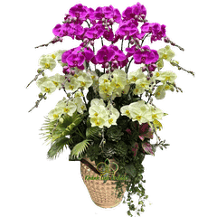 Lan Hồ Điệp Phối 2 Màu Xanh Bơ Tím 20 Cành - DS052