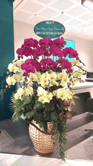 Lan Hồ Điệp Phối 2 Màu Xanh Bơ Tím 20 Cành - DS052