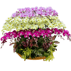 Lan Hồ Điệp Thuyền Thuận Buồn Xuôi Gió 39 Cành - THD07