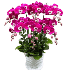 Lan Hồ Điệp Tím Ngọc Trai 6 Cành - HDT042