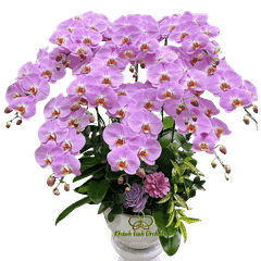 Lan Hồ Điệp Hồng M219 10 Cành - HDH069