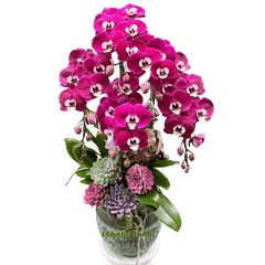 Lan Hồ Điệp Tím Ngọc Trai Tiểu Cảnh 5 Cành - HDT043