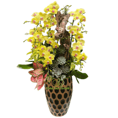 Lan Hồ Điệp Vàng 10 Cành Tiểu Cảnh - HDV101