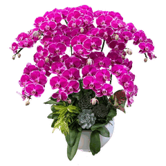 Lan Hồ Điệp Tím Đột Biến 12 Cành - HDT044