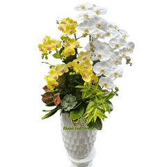 Lan Hồ Điệp Trắng Phối Vàng 9 Cành - DS054