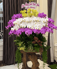 Lan Hồ Điệp Ghép Gỗ Lũa 3 Màu 28 Cành - DS056