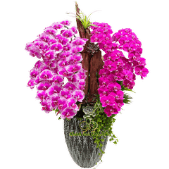 Lan Hồ Điệp Tím Đột Biến Tiểu Cảnh 12 Cành - DB042