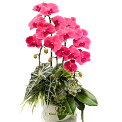 Lan Hồ Điệp Đỏ Cam 3 Cành - HDC036