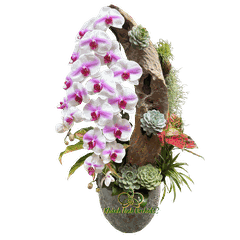 Lan Hồ Điệp Trắng Điểm Hồng Tiểu Cảnh 2 Cành - HDW056