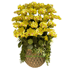 Lan Hồ Điệp Vàng Chanh 25 Cành - HDV103