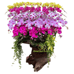 Lan Hồ Điệp Ghép Lũa Gỗ Phối 5 Màu 37 Cành - DS043